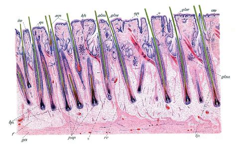 Hair Histology