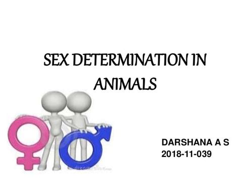 Sex Determination In Animals