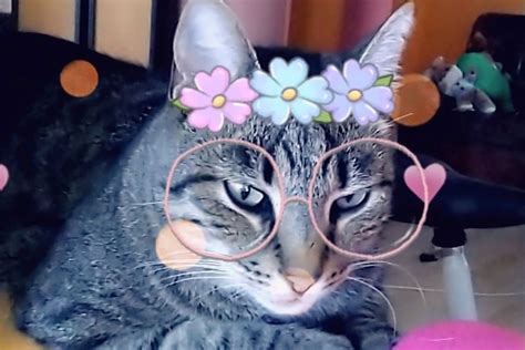 The Purfect Selfie Snapchats Filters Now Work On Cats