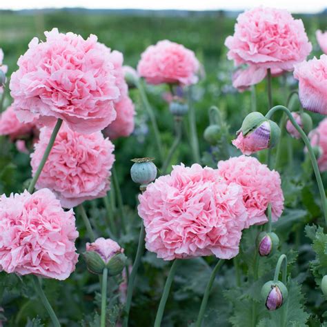 Breadseed Poppy Pink Peony Floret Flower Farm