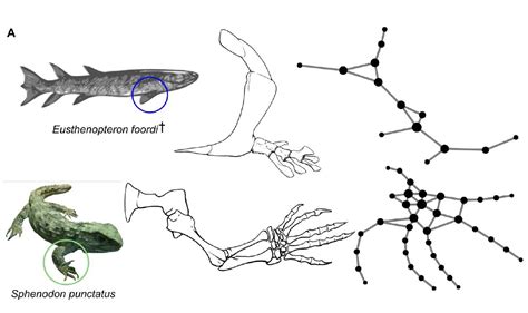 Cómo Evolucionaron Las Extremidades De Los Vertebrados A Partir De Las