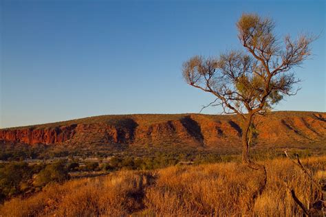 Mulga Tree Glen Helen Northern Territory Australia Flickr