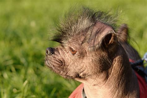 Cute But Strange The 4 Weirdest Dog Breeds On Earth Weirdomatic