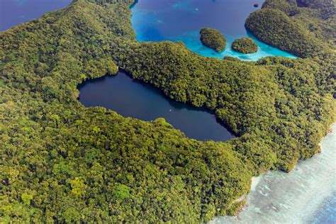Jellyfish Lake Snorkeling Rock Islands Koror Palau