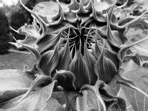 Gambar bunga matahari hitam putih. Gambar Bunga Matahari Hitam Putih - Gambar Viral HD