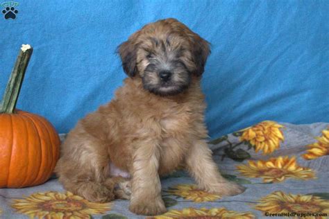 Our mini whoodle puppies are well socialized and loved from the moment they are born until they are placed in your. Donald - Mini Whoodle Puppy For Sale in Pennsylvania