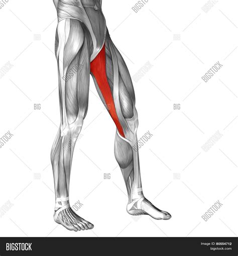 Anatomy of upper leg muscles and tendons. Concept Conceptual 3D Image & Photo (Free Trial) | Bigstock