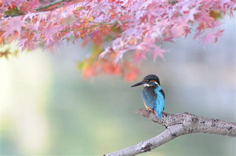 Kingfisher In Autumn Tint By Mubia On Youpic