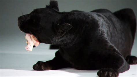 Known for their distinct melanin pigment, these birds are. Black Panther Eats a Chicken Bone | Slow Motion Phantom ...