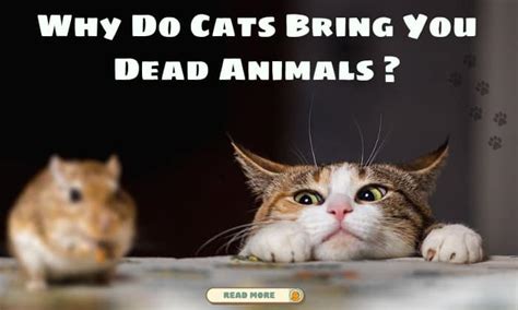 Why Do Cats Bring You Dead Animals Understand Their Grim T