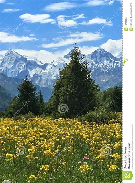 Snow Mountains Green Trees Yellow Flowers Stock Image Image Of Center