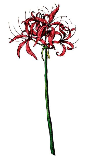 Premium Vector Exotic Plant Spider Lily Lycoris Tropical Flower Hand