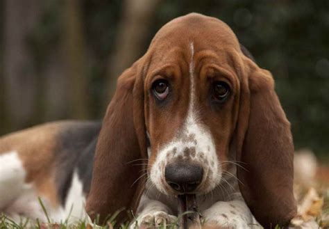 Get your happy doggie here! Basset Hound Puppies For Sale Near Me | PETSIDI
