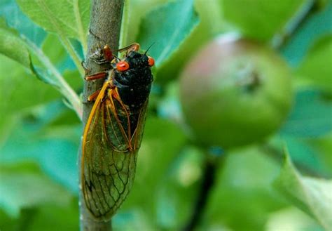 Annual And Periodical Cicada Nc State Extension Publications