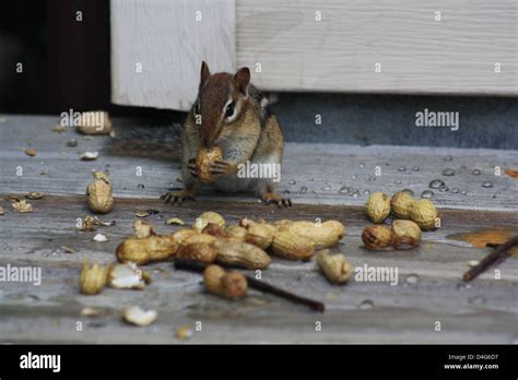 Chipmunk Eating Peanuts Stock Photo Alamy