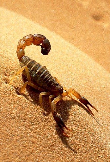 480 x 360 jpeg 58 кб. A scorpion in the desert.. | Desert animals, Scorpion, Desert scorpion