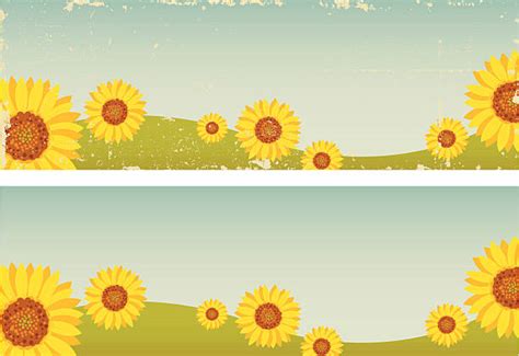 Best Sunflower Banner Illustrations Royalty Free Vector Graphics