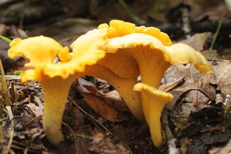 Growing Chanterelle Mushrooms Complete Guide Star Mushroom Farms
