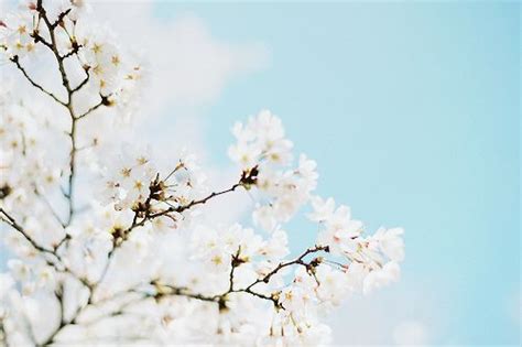 White Cherry Blossoms With A Light Blue Sky As A Background Sakura Flowers Nature White