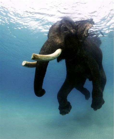 Rajan The Last Swimming Elephant Sagarvision
