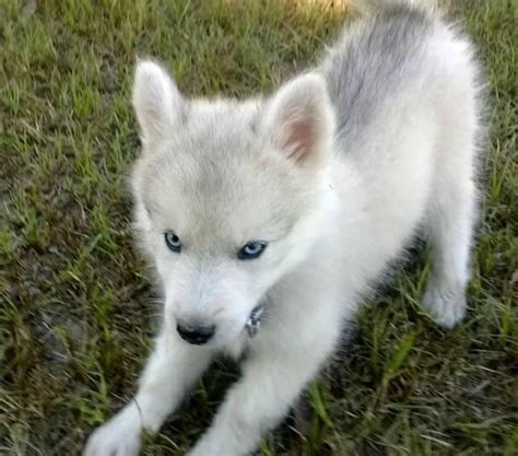It's also free to list your available puppies and litters on our site. Eskimo husky (huskimo) for sale in Yakutat, Alaska ...