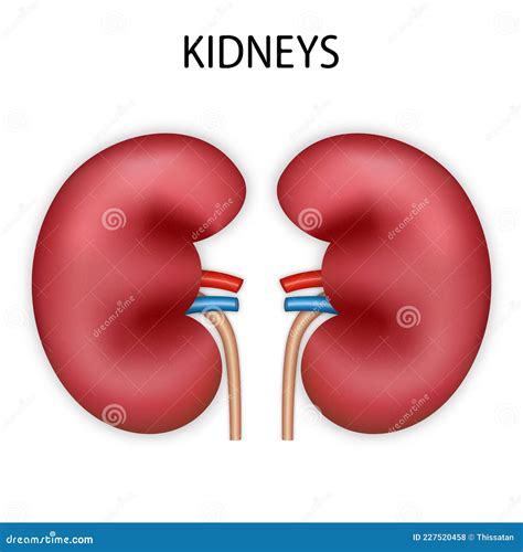 Front View Of Kidney Human Renal Realistic Isolated On White Background