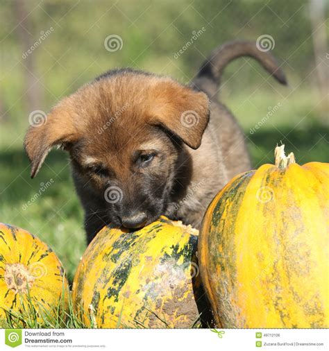 Amazing Puppy Of German Shepherd With Pumpkin Stock Photo Image Of