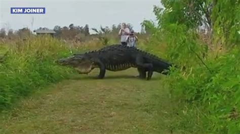 Giant Alligator Caught On Video At Nature Reserve Video Abc News