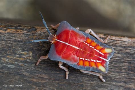 Lychee Giant Stink Bug Nymph Project Noah