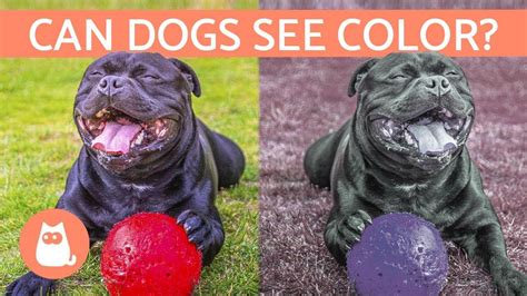 Can Dogs See Color How A Dogs Vision Works Youtube