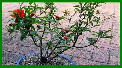 Growing Pomegranate Trees In Containers