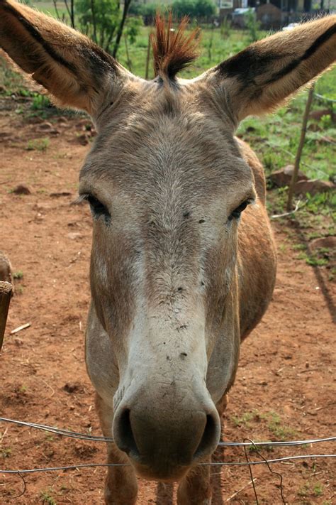 Donkey Head Front
