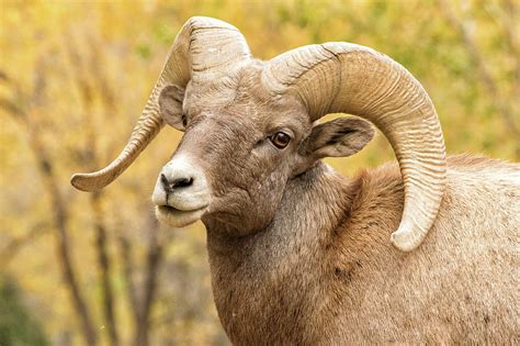 Portrait Of A Bighorn Sheep Ram In Fall Colors Photograph By Tony Hake