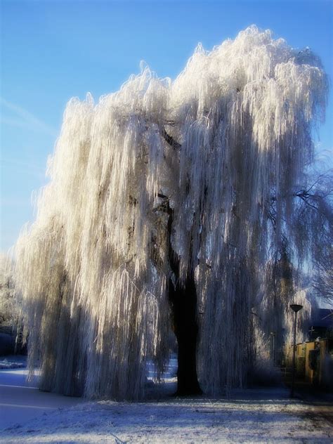 Iced Weeping Willow Weeping Willow Tree Weeping Willow Willow Trees