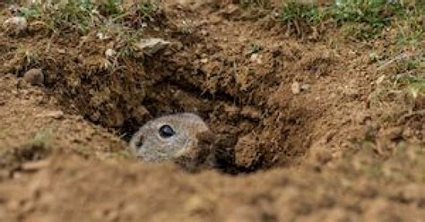 Gopher Removal Is Your Yard Full Of Gopher Holes Phoenix