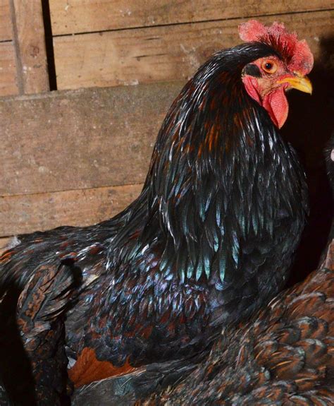 barnvelder rooster - TarBox Hollow Poultry