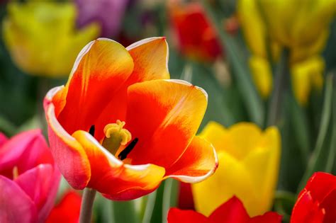 Tulip Bed Spring Free Photo On Pixabay Pixabay