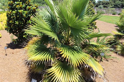 Washingtonia robusta, también conocida como palmera de abanico mexicana o palmera mexicana, pertenece a la familia de las arecaceae, conocidas como palmáceas, una familia de monocotiledóneas. Características y cuidados de la Washingtonia robusta