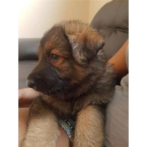 If you are unable to find your german shepherd dog puppy in our puppy for sale or dog for sale sections, please consider looking thru thousands of german shepherd dog dogs for adoption. German Shepherd puppies for sale - all stay inside in ...