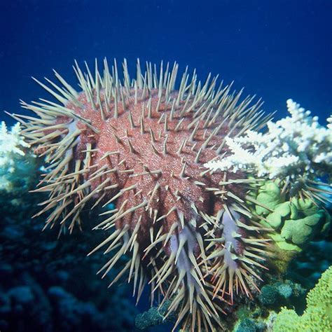 Animal A Day Crown Of Thorns Starfish