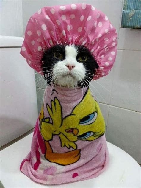 Hilarious 30 Cutey Kittens Dressed Up Cute Overload Babamail