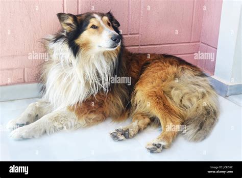 Lassie Dog Sitting Outside Of The House Stock Photo Alamy