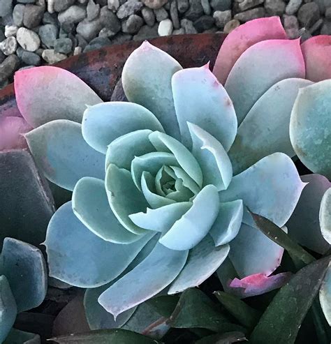 Echeverias Plant Care And Collection Of Varieties