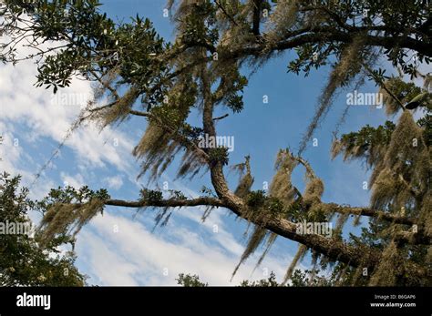 Spanish Moss Hanging From Tree Stock Photo Alamy