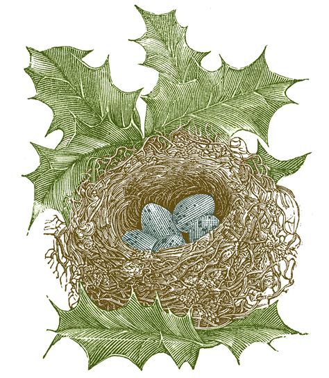 Vintage Images Nest With Eggs And Holly Leaves The Graphics Fairy