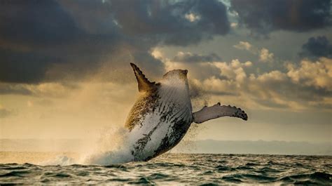 Maybe you would like to learn more about one of these? A Humpback Whale Breaching HD Wallpaper | Background Image | 2048x1148 | ID:581605 - Wallpaper Abyss