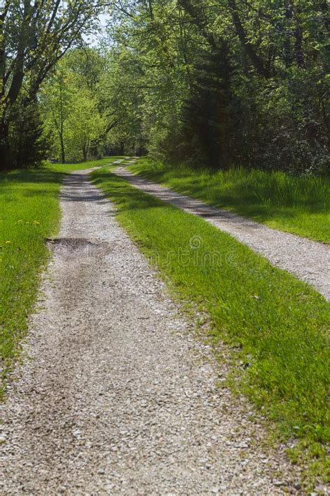 Gravel Road Thru The Forest Stock Photo Image Of Healthy Nature