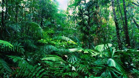 Tropical Australia Rainforest Wallpaper 1920x1080 216775 Wallpaperup