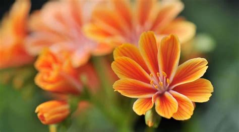 21 Orange Perennial Flowers With Names And Pictures Most Popular