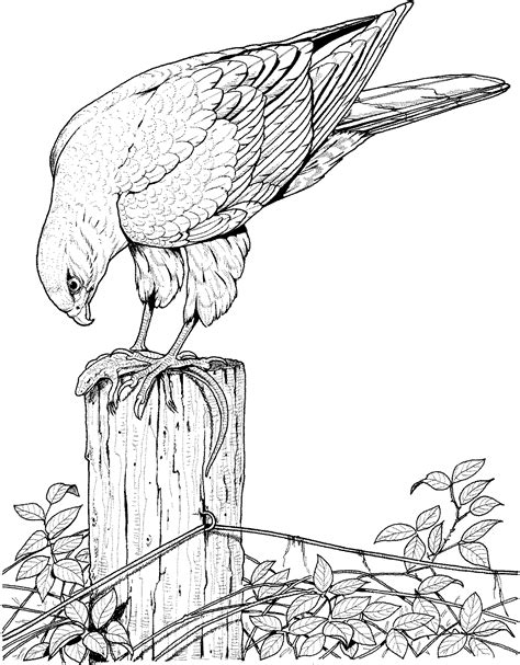 Realistic Bird Coloring Pages For Adults Enjoy Coloring Bird